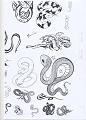 Serpenti e Gechi64